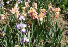 The iris beds